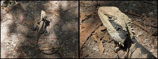 (73) Eastern Water Dragon.JPG